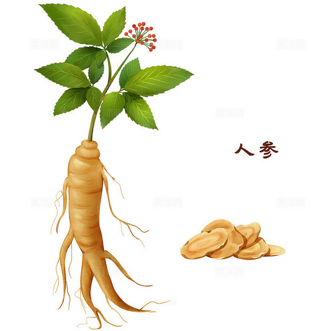 人参