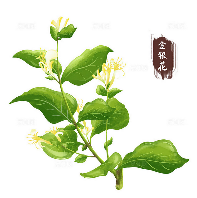 金银花